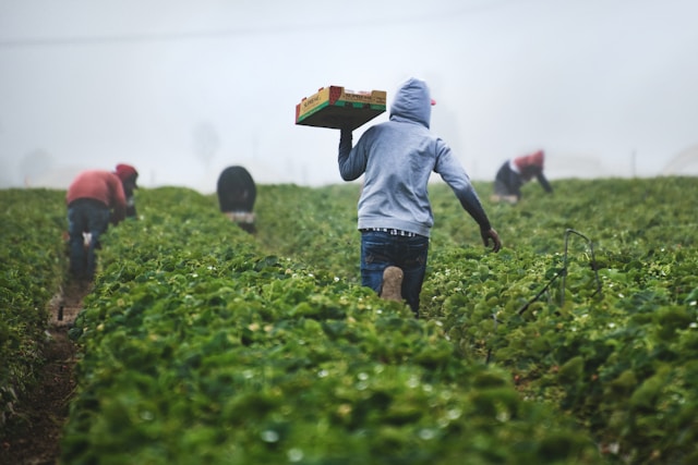 $850 per week in Fruit Picker Jobs in Canada