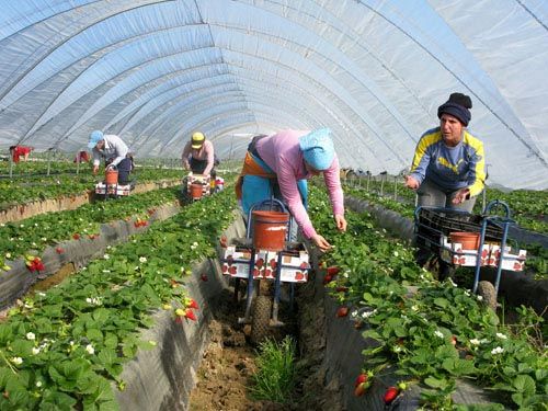 Farm Worker Jobs in Canada for Foreigners with Work Visa Sponsorship